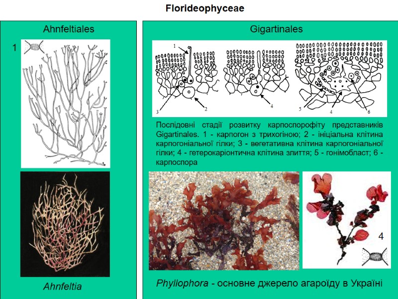 Florideophyceae Ahnfeltia  Ahnfeltiales Послідовні стадії розвитку карпоспорофіту представників Gigartinales. 1 - карпогон з